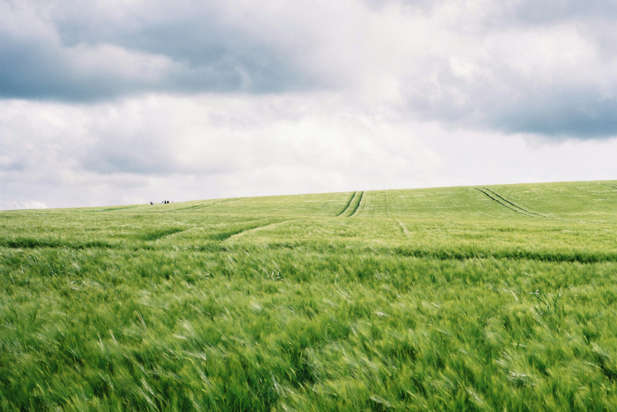 A farm track through hedgerows and open fields in the Avebury landscape, Wiltshire